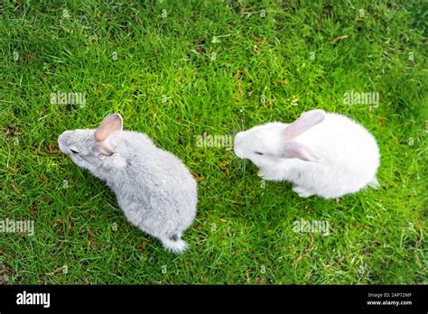 Top Down View Pair Of Cute Adorable Fluffy Rabbit Grazing On Green