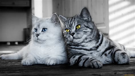 Обои Животные Коты обои для рабочего стола фотографии животные коты