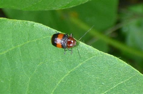 One Of The Case Bearing Leaf Beetles Bassareus Detritus Flickr
