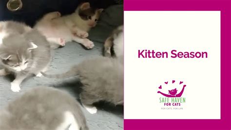 Safe Haven For Cats Kitten Season Is Coming Youtube