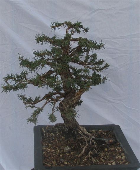 Picea Pungens Colorado Blue Spruce Bonsai Colorado