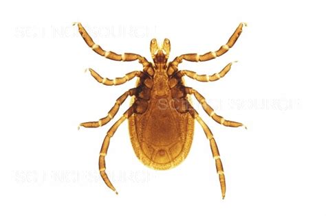 Photograph Micrograph Of Deer Tick Science Source Images