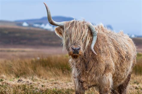 Free photo: Brown Yak - Animal, Grassland, Sky - Free Download - Jooinn
