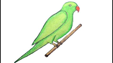 How To Draw Green Parrot With Oil Pastels Drawing Green Parrot Youtube