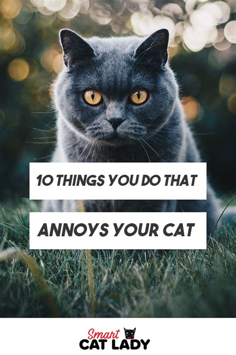 10 Things You Do That Annoy Cat House Cat Ideas Annoyed Cat Cat