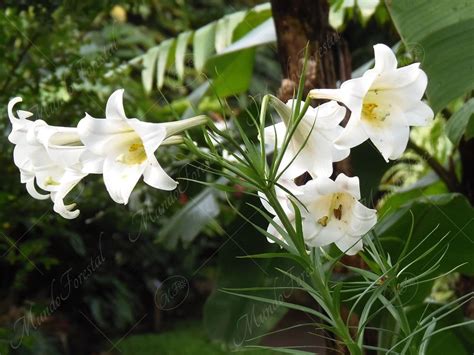 La Azucena Lilium Lonlorum Liliaceae Mundoforestal