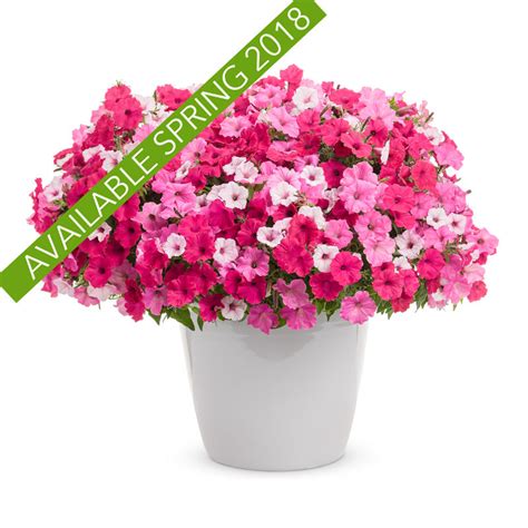 Proven Winners Container Combos Knippel Garden Centre