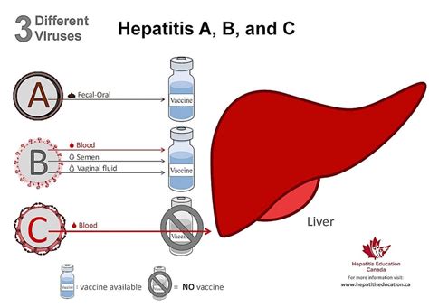 The Abc S Of Viral Hepatitis Health