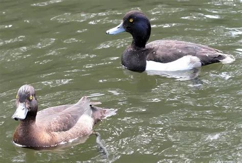 Fun Tufted Duck Facts For Kids Kidadl