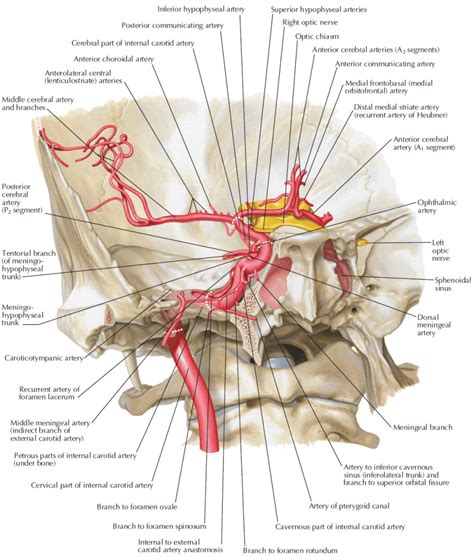 The common carotid arteries that is responsible for supplying blood to the head and neck, course upward in the neck along the lateral sides of the trachea and gives off 2 terminal branches: Internal Carotid Artery - Overview | Pasindu's Archives