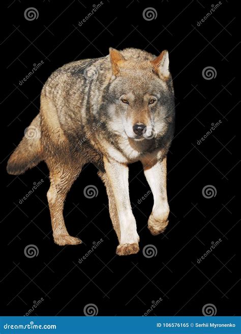 Wolf Standing Grey Full Size Cute Stock Image Image Of Carnivore