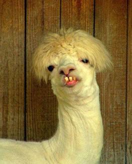 The syntax for a rest verb/operation looks just like a familiar camel route. Celebrities that found success despite looking like a camel.