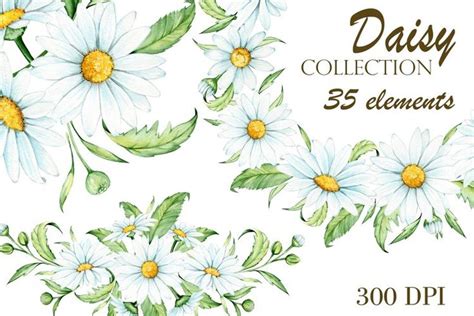 Watercolor Daisy Clipart Chamomile Spring 1253709 Wreath Clip Art