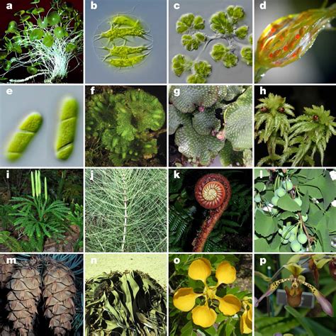 Researchers Generate Gene Sequences For 1124 Plant Species Illuminate