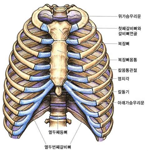 Anatomy Of Ribs Left Side Under Ribs Buycarisoprodolicfm An