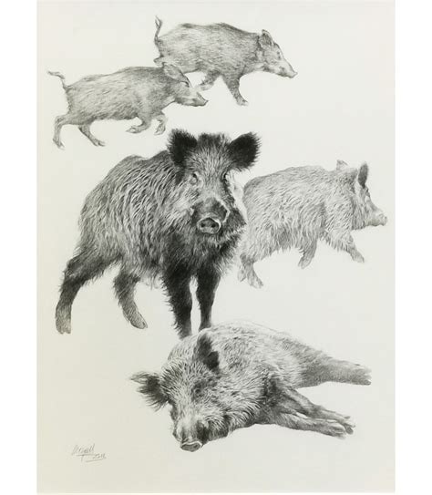 Dessin Crayon Sangliers De Miguel Angel Moraleda Animal Art Gallery