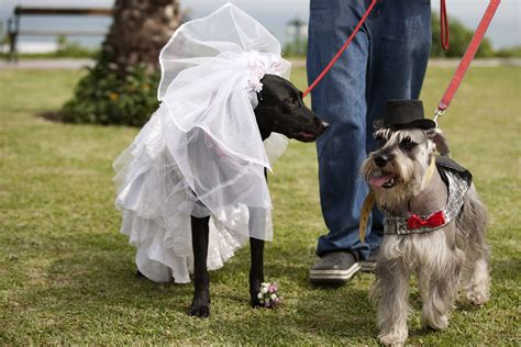 British Woman Amanda Rodgers Marries Her Dog Sheba ‘we Were Meant To