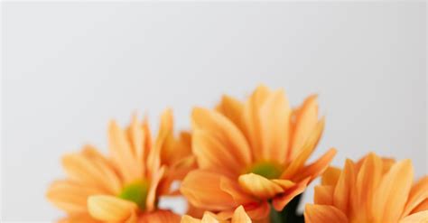 Orange Flowers Bouquet On White Background · Free Stock Photo