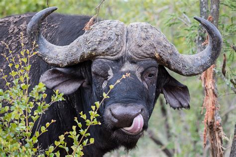 Big Five In Zwei Stunden Beim Night Drive Im Kruger National Park