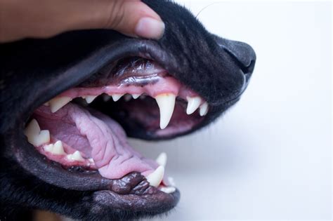 How To Heal Bleeding Gums Of Your Dog Ask Fido