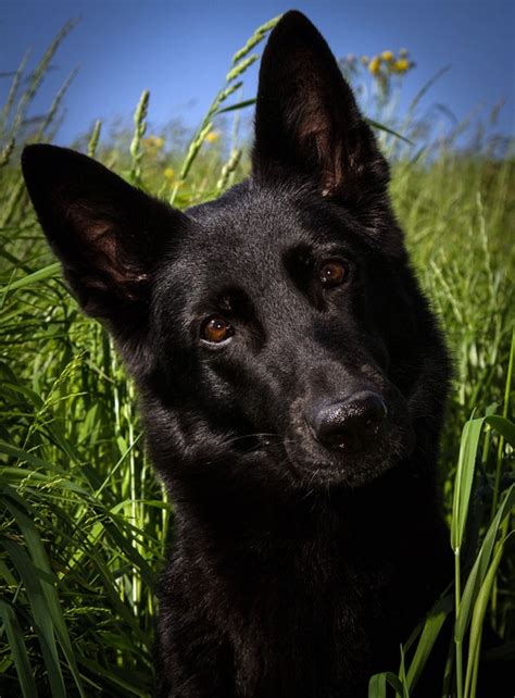 Black German Shepherd Shop For Your Cause