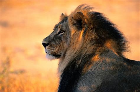 An Adult Male African Lion Panthera Photograph By Nicole Duplaix