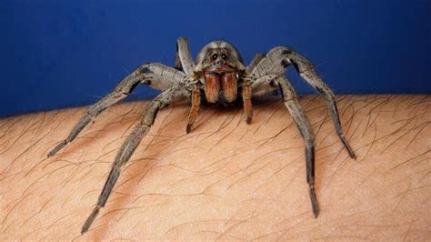 Wolf Spider Bite Appearance Symptoms Treatments And More