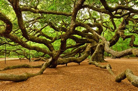 Angel Oak Tree Branches Photograph By Louis Dallara Fine Art America