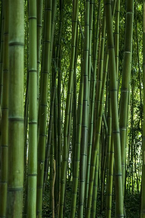 Hd Wallpaper Green Bamboo Trees Illustration Leaf Nature Zen Garden Bamboo Plant