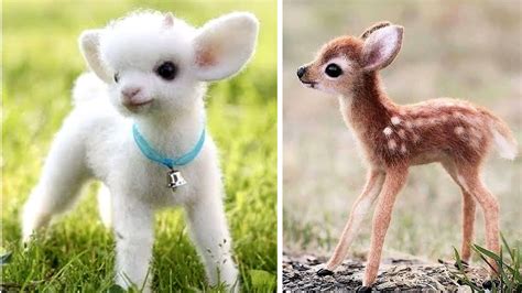 Discover The Cutest Cute Animal In The World That Will Make You Say Aww