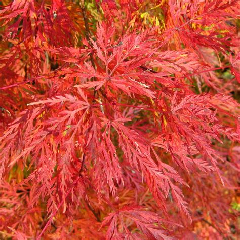 Acer Palmatum Dissectum Emerald Lace Japanese Maple Deciduous Potted Trees For Small Gardens