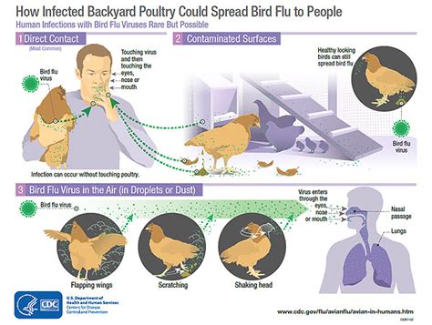 Outbreaks Of North American Lineage Avian Influenza Viruses