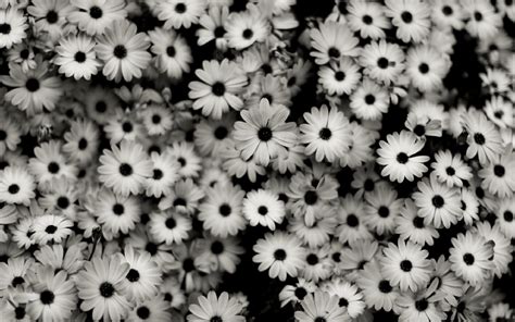 34 Black And White Floral Desktop Wallpapers WallpaperSafari