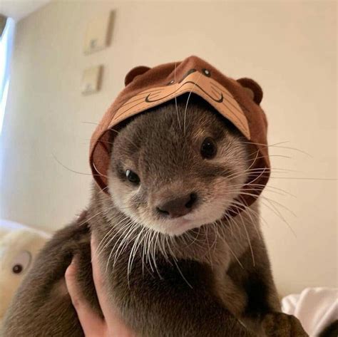 ᴘɪɴᴛᴇʀᴇsᴛ ⋆ ᴊᴏᴜɪʀxʙɪᴛᴄʜ Fluffy Animals Otters Cute Cute Funny Animals