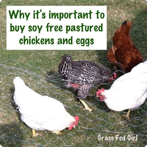 Maybe you would like to learn more about one of these? Why Buy Soy Free Pastured Eggs? | Grass Fed Girl