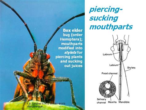 External Morphology Of Insects