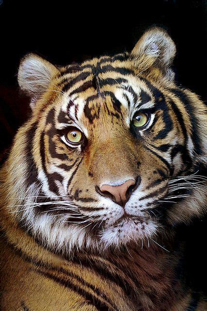 Tigers Faces And A Beautiful On Pinterest