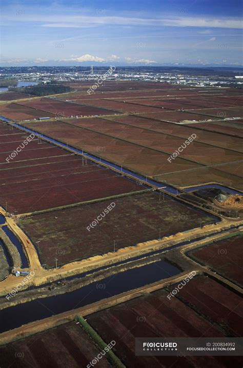 Aerial View Of Cranberry Farms In Fraser Valley British Columbia