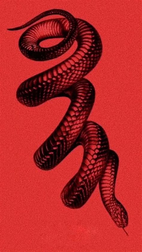 Red Snakes Wallpapers Wallpaper Cave