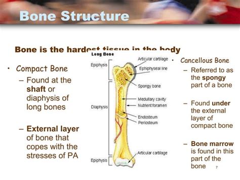 Principles Of Ap 1112 Session 2 Skeletal System Functions Of