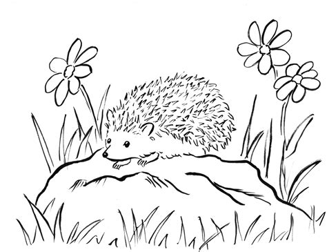 Hedgehog Coloring Page Art Starts