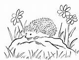 Hedgehog Coloring sketch template