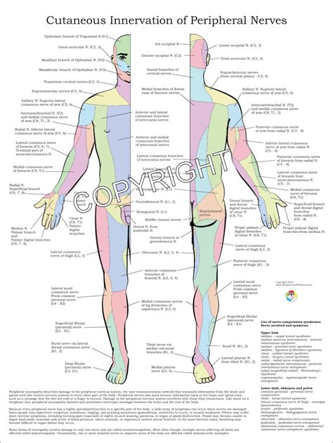 Upper Extremity Dermatome Map Dermatomes Anatomy And Dermatome Map