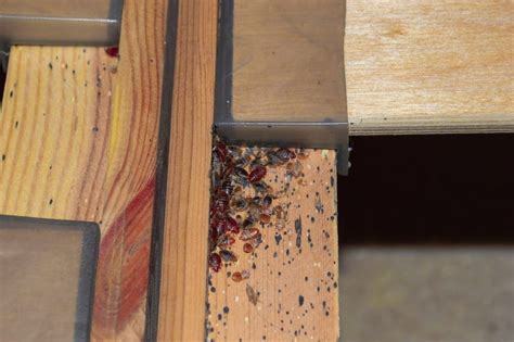Can Bed Bugs Live In Wood Furniture And How To Remove Them