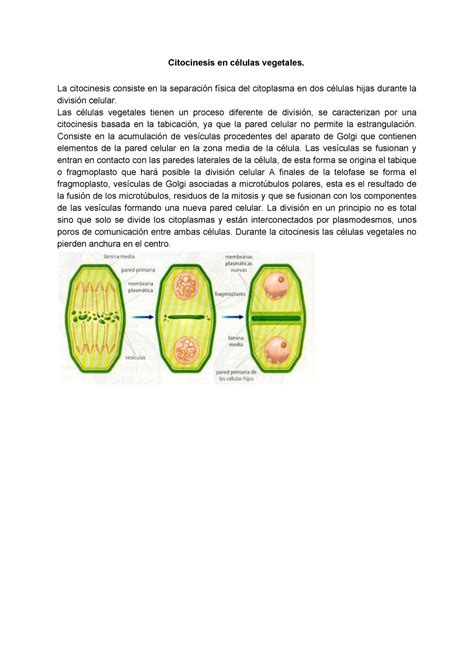 Citocinesis En Celulas Vegetales La Citocinesis Consiste En La