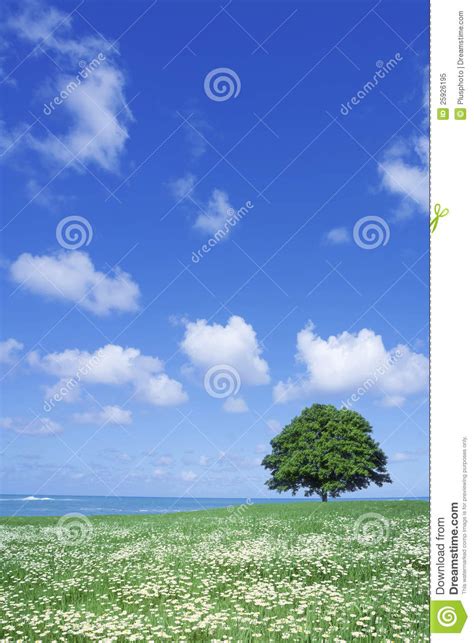 White Flower Field And Lone Tree Stock Image Image Of Clean Foliage