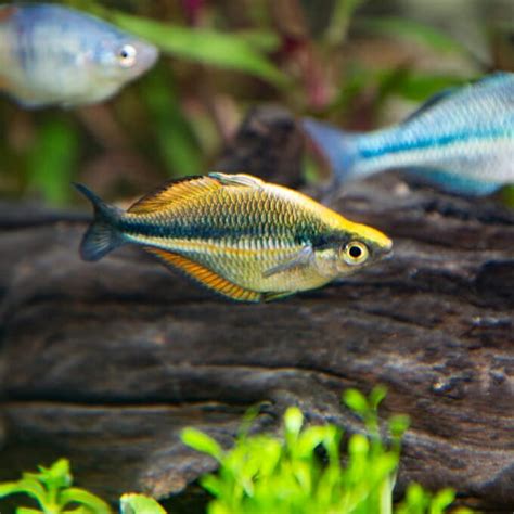 Banded Rainbowfish Georgia Aquarium