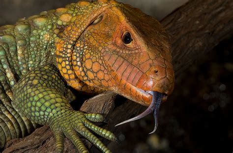 Although this is a step in the right. Lizard | San Diego Zoo Animals & Plants