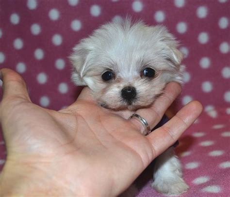 Massari Singer Tiny Toy Male Maltese Puppy Toronto Ontario Minipups