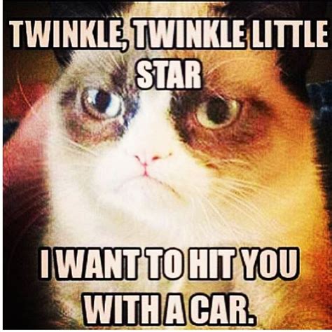 Yes Please Grumpy Cat Quotes Grumpy Cat Humor Funny Grumpy Cat Memes